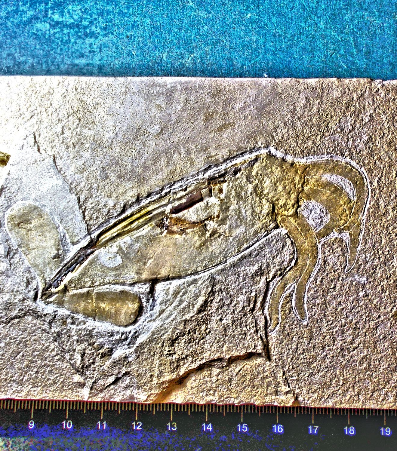 Rare and fine 9.7cm Squid with tentacles + soft body preservation: Cretaceous of Lebanon