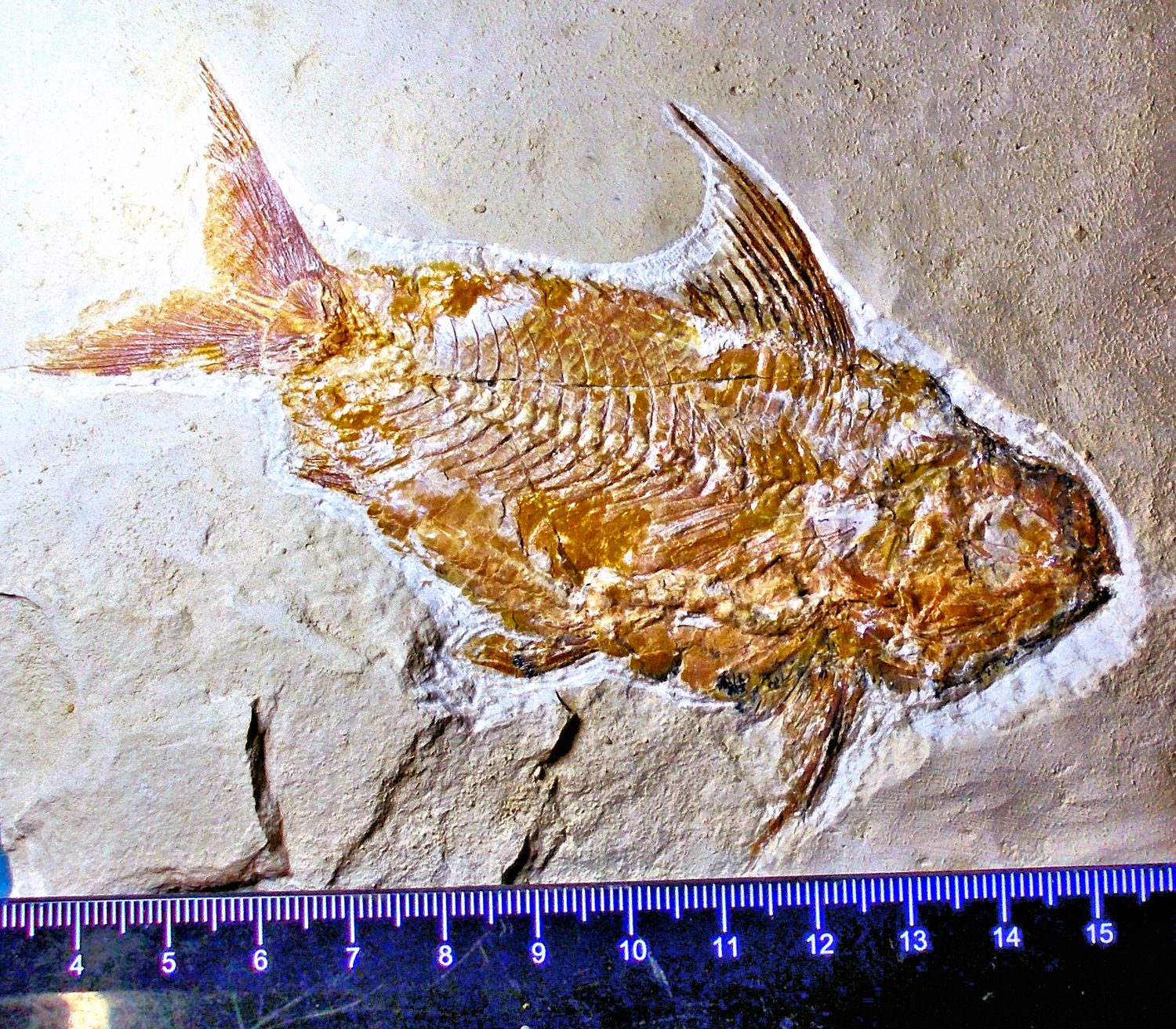 Splendid 12.5cm Nematonotus longispinus with fins and gut intact; Cretaceous, Lebanon.