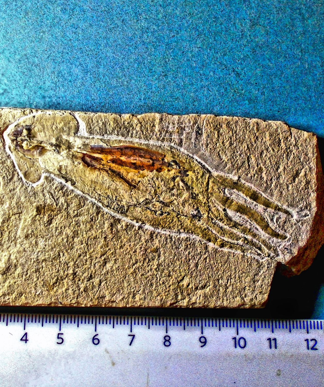 Rare and fine 8.5cm Squid with tentacles + soft body preservation: Cretaceous of Lebanon