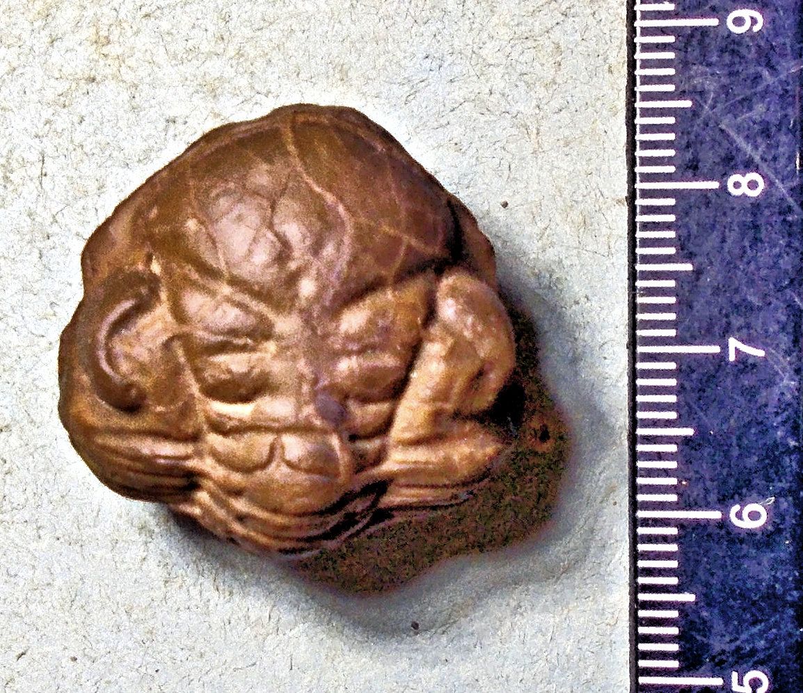 Rare, fine enrolled Toletenaspis trivignoi: L. Ordovician; Llanvirn Series, Spain