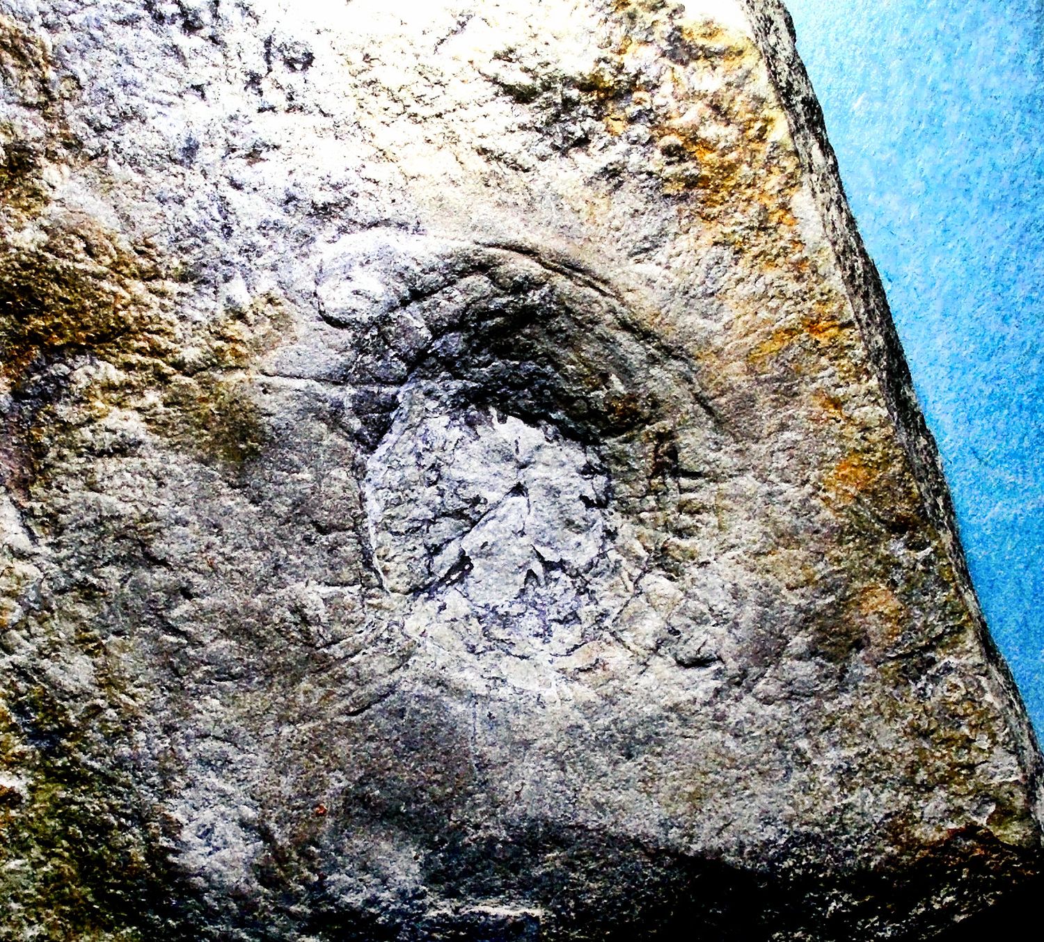 Fine, rare 7cm Mawsonites pleiomorphus, Yorga Formation, White Sea, Russia.