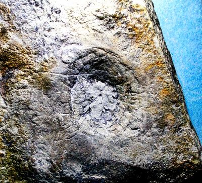 Fine, rare 7cm Mawsonites pleiomorphus, Yorga Formation, White Sea, Russia. Fine, rare 7cm Mawsonites pleiomorphus, Yorga Formation, White Sea, Russia.