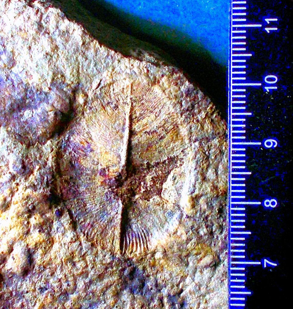 Fine, rare Anallid Dickinsonia minima Yorga Formation, White Sea, Russia.