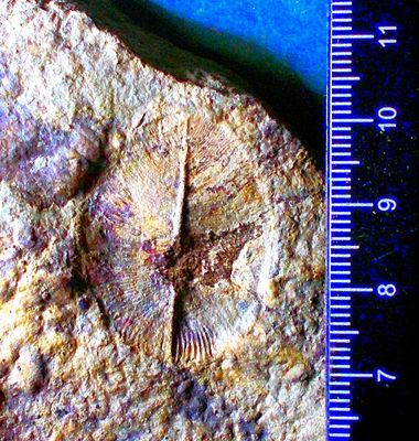 Fine, rare Anallid Dickinsonia minima Yorga Formation, White Sea, Russia. Fine, rare Anallid Dickinsonia minima Yorga Formation, White Sea, Russia.