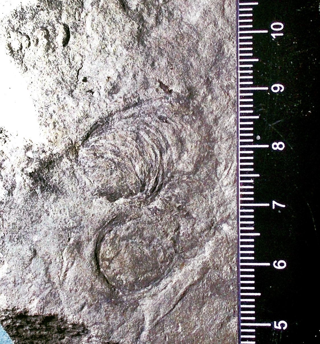 Fine, rare double 2.5cm Attenborites janae, Yorga Formation, White Sea, Russia.