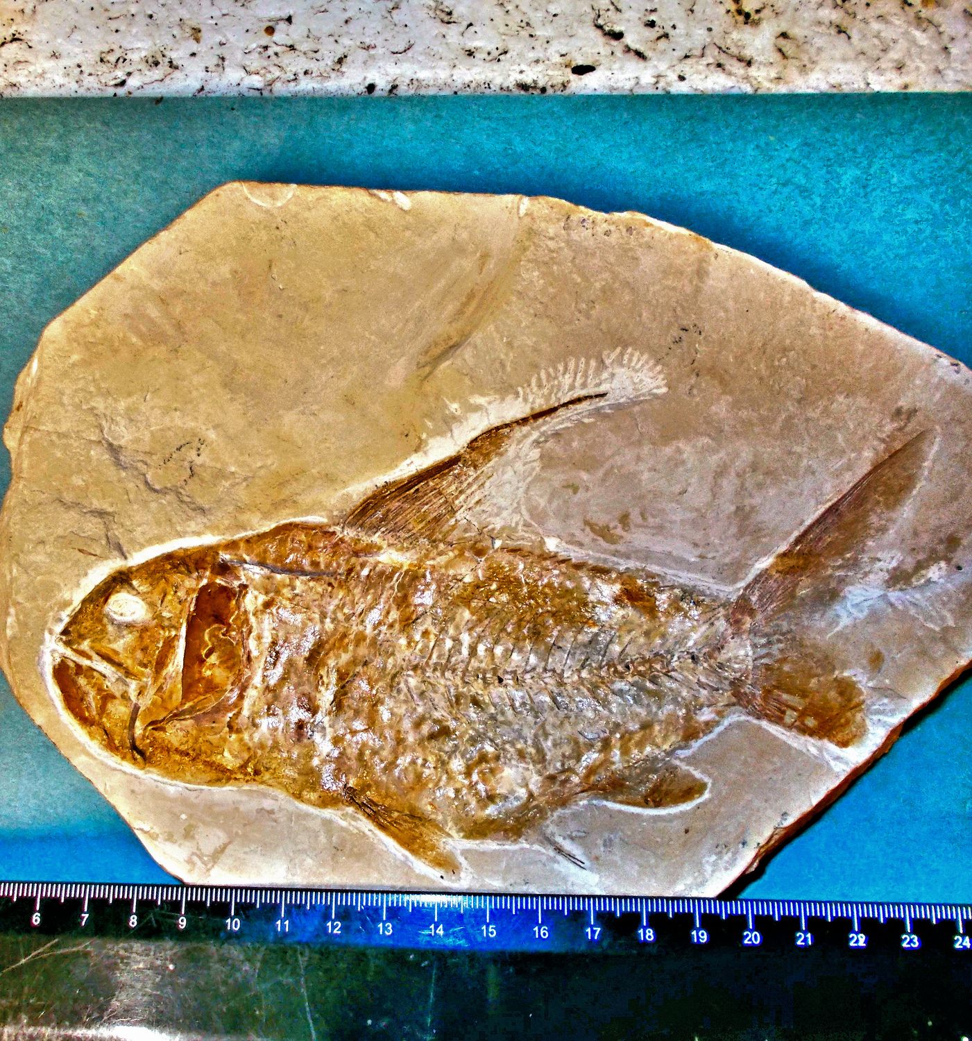 Splendid 18cm Nematonotus longispinus with fins and vertebrae intact; Cretaceous, Lebanon.