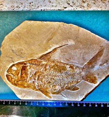 Splendid 18cm Nematonotus longispinus with fins and vertebrae intact; Cretaceous, Lebanon.