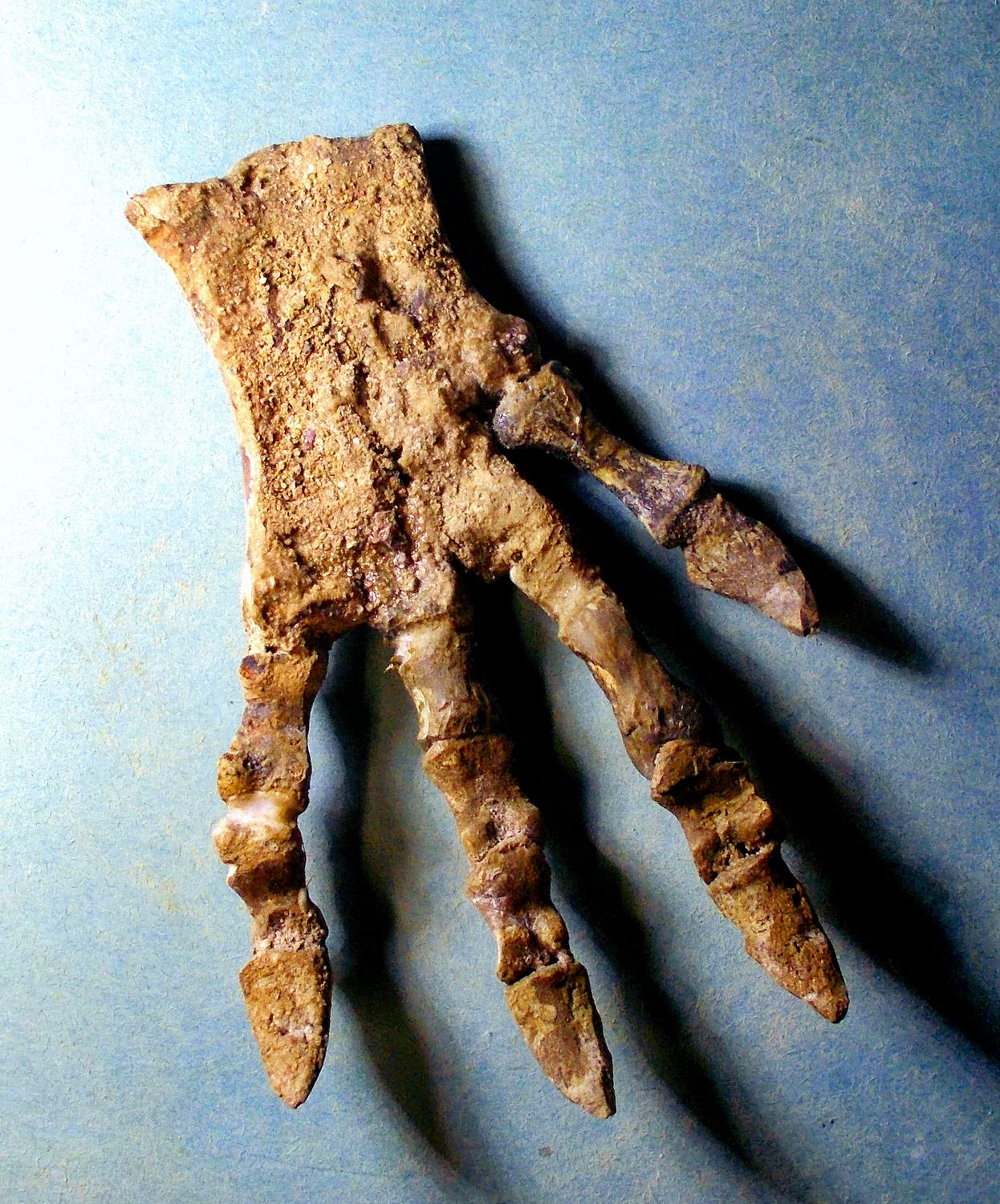 Excellent articulated 11cm X 7cm hind foot of Psittacosaurus mazongshensis  Yu 1997, from the Lower Xinminbao Formation of Ganzu Province, China.
