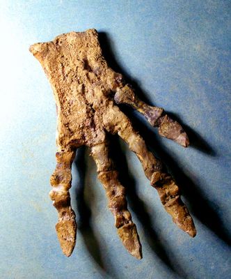 Excellent articulated 11cm X 7cm hind foot of Psittacosaurus mazongshensis  Yu 1997, from the Lower Xinminbao Formation of Ganzu Province, China.