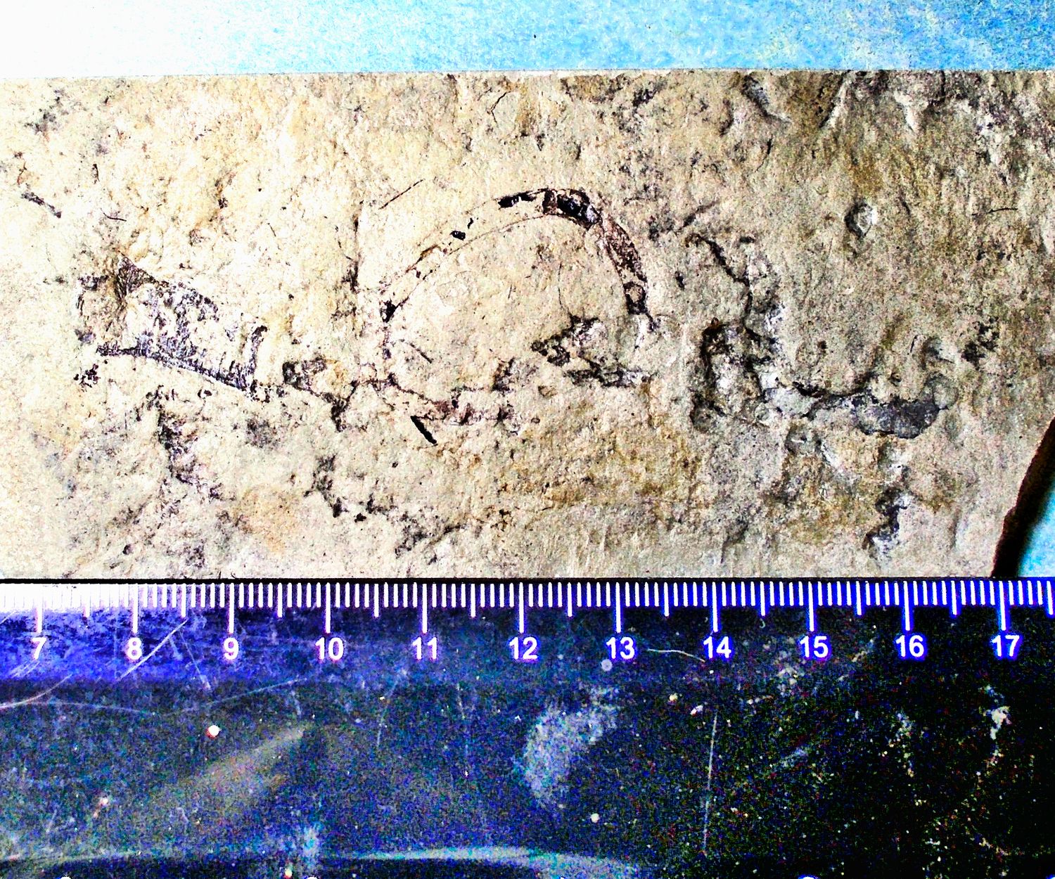Fine and good sized Calyptrina + ovate Somatohelix sinosus: Upper Vendian, White Sea, Russia
