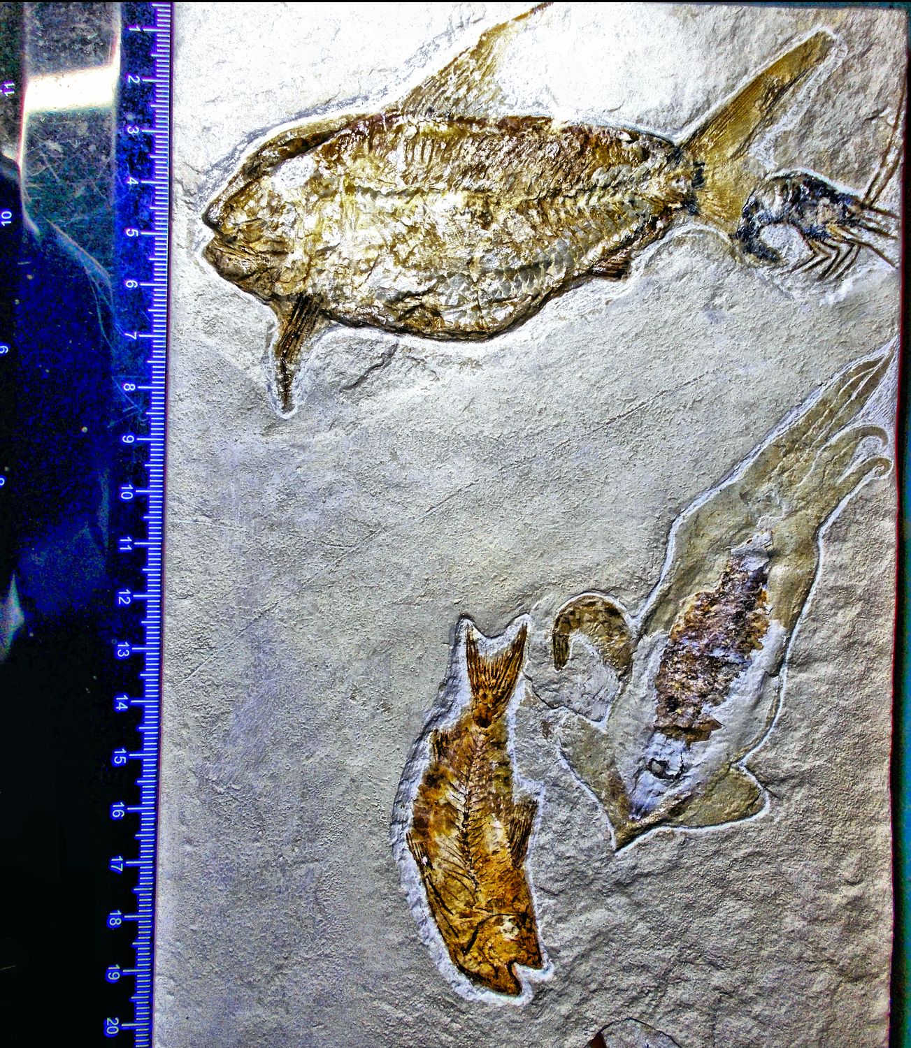Splendid multiple taxa: 2 complete fish, fine detailed squid and 2 shrimps: Cretaceous, Lebanon.