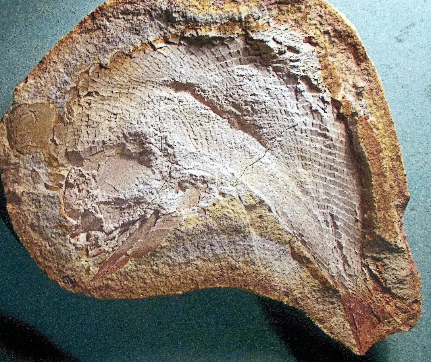 Fine complete 16cm Pteronisculus sp.; Triassic of Madagascar