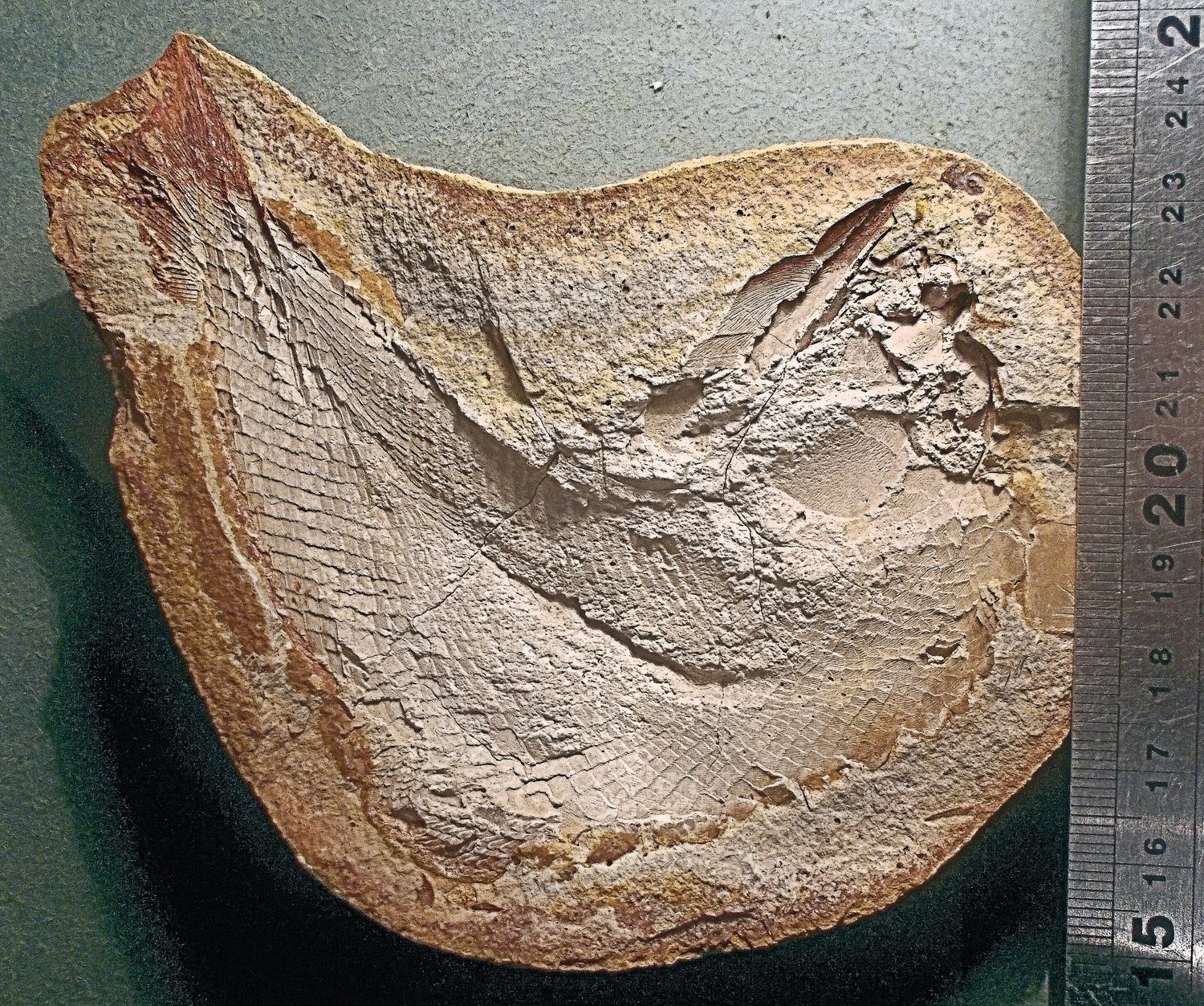 Fine complete 16cm Pteronisculus sp.; Triassic of Madagascar