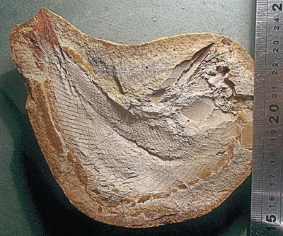Fine complete 16cm Pteronisculus sp.; Triassic of Madagascar