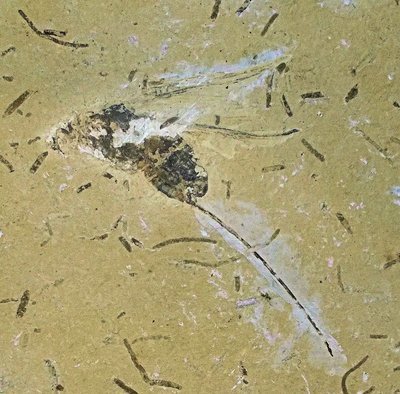 Impressive 5.5cm Orthopterid insect with ovipositor: Order Saltatoria; Cretaceous of Brazil