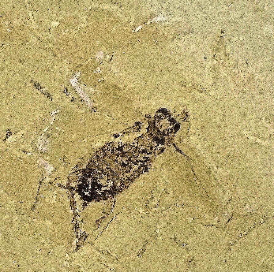 Impressive 2cm hemipterid insect with wings and walking appendages Order Auchenorryncha:; Cretaceous of Brazil