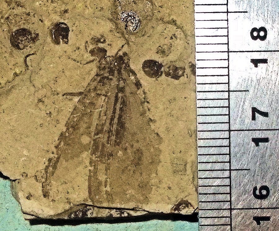 Fine 2.5cm lacewing with both wings, head, thorax and abdomen articulated and appendages evident; Cretaceous of China
