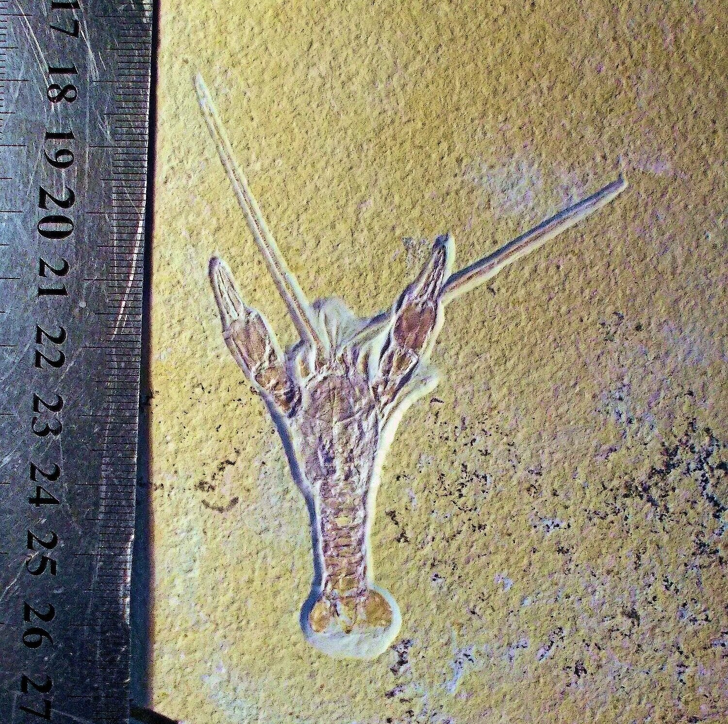 Excellent 9cm complete lobster Eryma modestiformis with fine antennae: Jurassic, Eichstatt, Germany