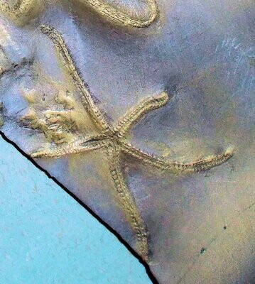 Fine and complete double starfish Urastella asperula, both with all five arms in excellent detail.  Lower Devonian of  Bundenbach.