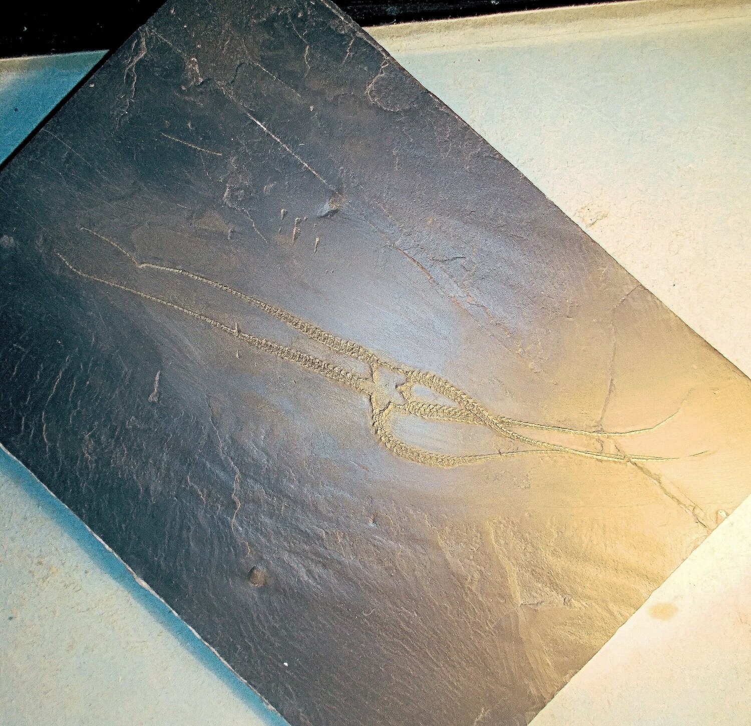 Fine and complete 15cm. starfish Furcaster palaeozoicus  with all five arms in great detail.  Lower Devonian of  Bundenbach.