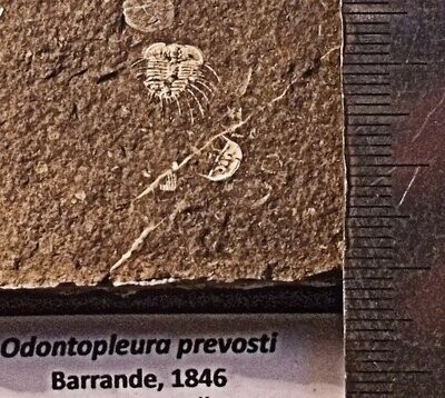 Fine and rare Odontopleura prevosti positive/negative with excellent spines and shell intact: Silurian, Lodenice, Czech Repoublic