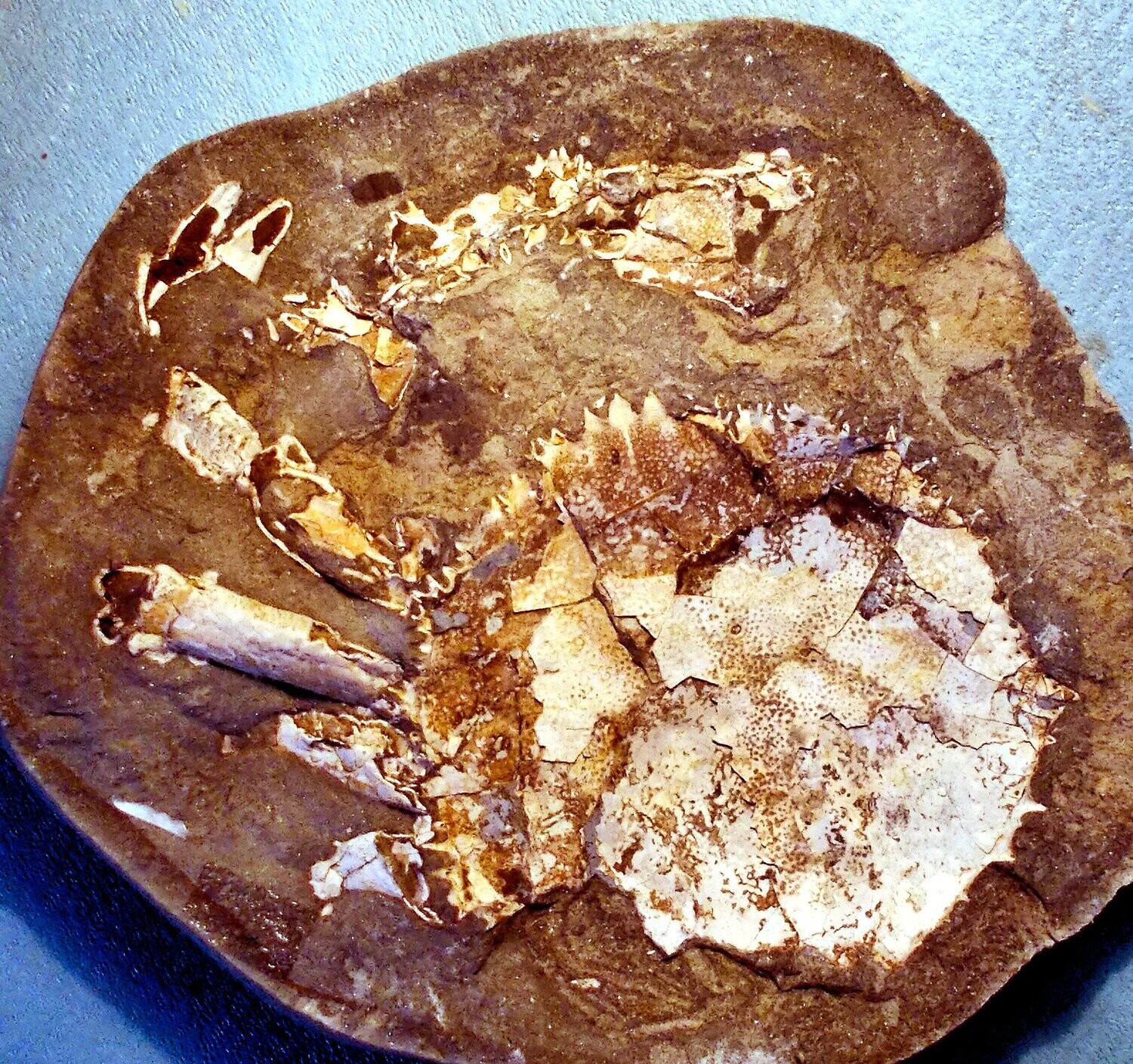 Trichopaltarian greggi: good sized (at least 12cm) and unprepared positive/negative example : Pliocene of New Zealand