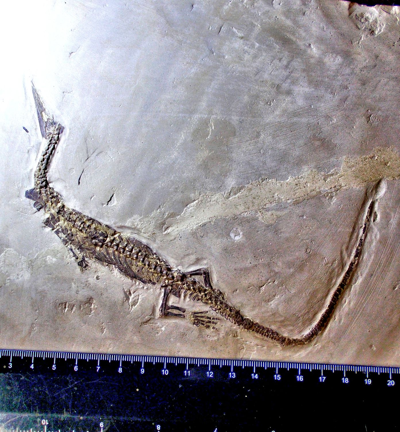 Fine complete 27cm Mesosaurus tenuidens Lower Permian, Parana Basin, Brazil