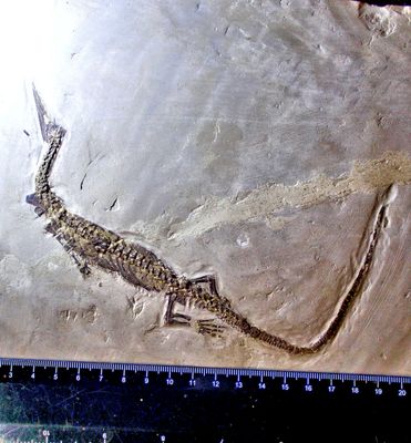 Fine complete 27cm Mesosaurus tenuidens Lower Permian, Parana Basin, Brazil