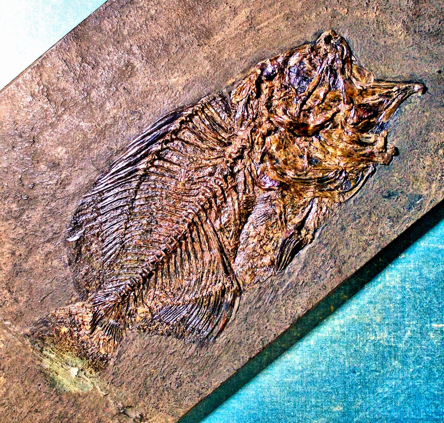Splendid 15cm freshwater perch Amphiperca multiformis; Eocene, Messel, Germany