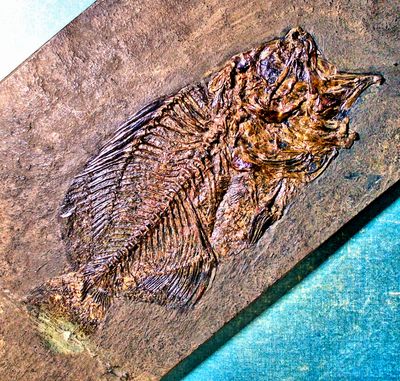 Splendid 15cm freshwater perch Amphiperca multiformis; Eocene, Messel, Germany