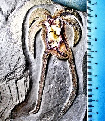 Fine 9cm Panarthropod Marrellomorph 'Furca' sp. Upper Tremadoc, Fezouata Shales, Morocco