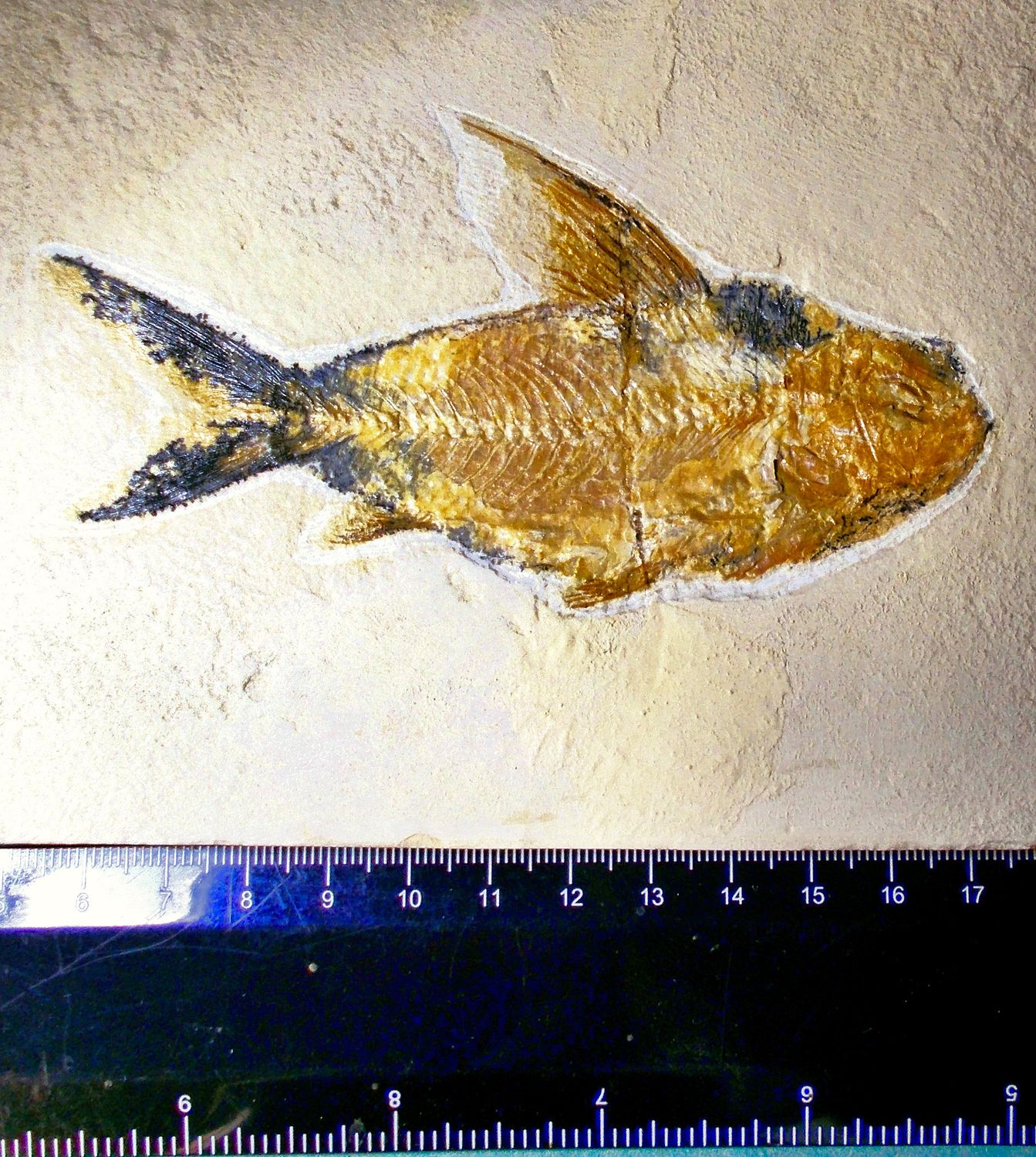 Splendid 11cm Nematonotus longispinus with all fins and vertebrae intact; Cretaceous, Lebanon.