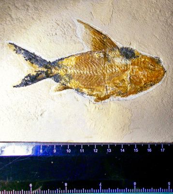 Splendid 11cm Nematonotus longispinus with all fins and vertebrae intact; Cretaceous, Lebanon.