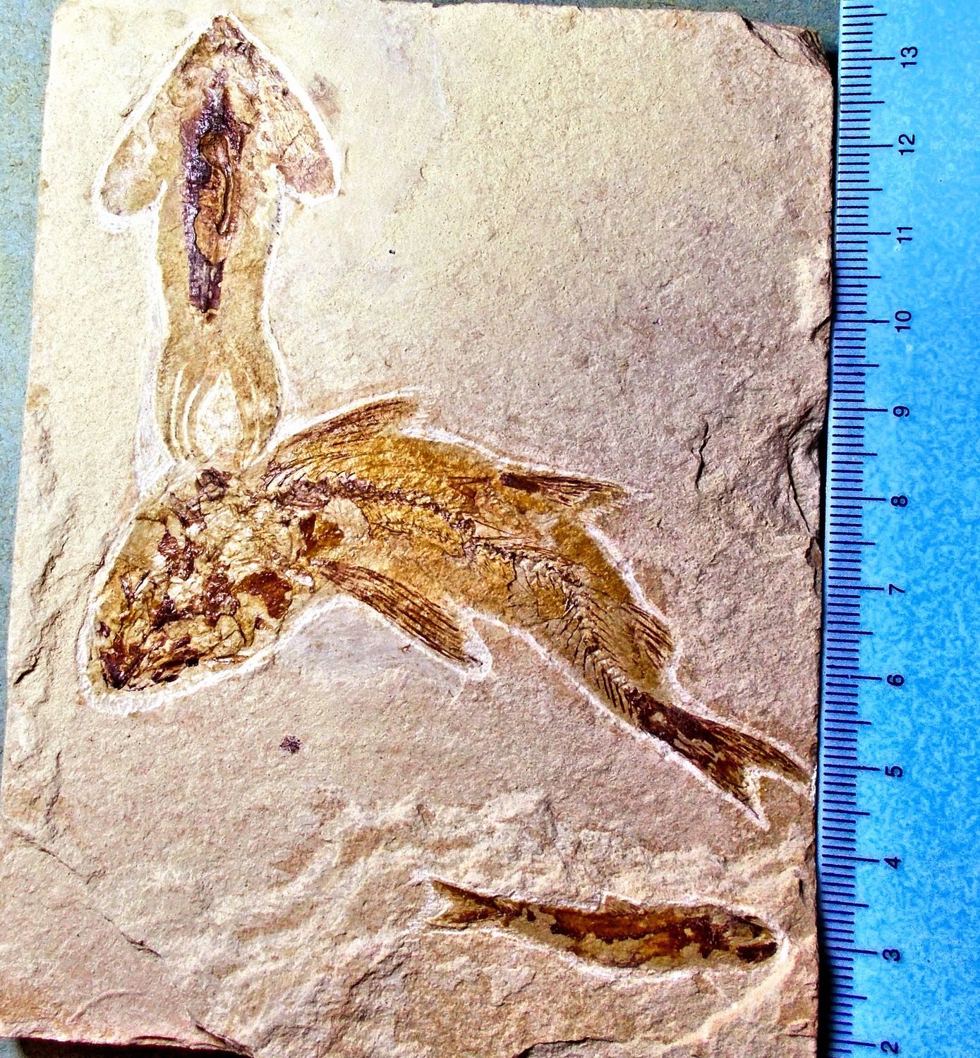 Splendid double Teleosti and Cuttlefish; Cretaceous, Hjoule, Lebanon.