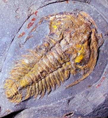 Fine complete 5.5cm Redlichia takooensis w. librigena; Lower Cambrian, Kangaroo Island, Australia Fine complete 5.5cm Redlichia takooensis w. librigena; Lower Cambrian, Kangaroo Island, Australia