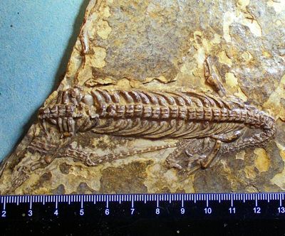 Fine essentially complete 20cm Mesosaurus tenuidens Lower Permian, Southern Africa