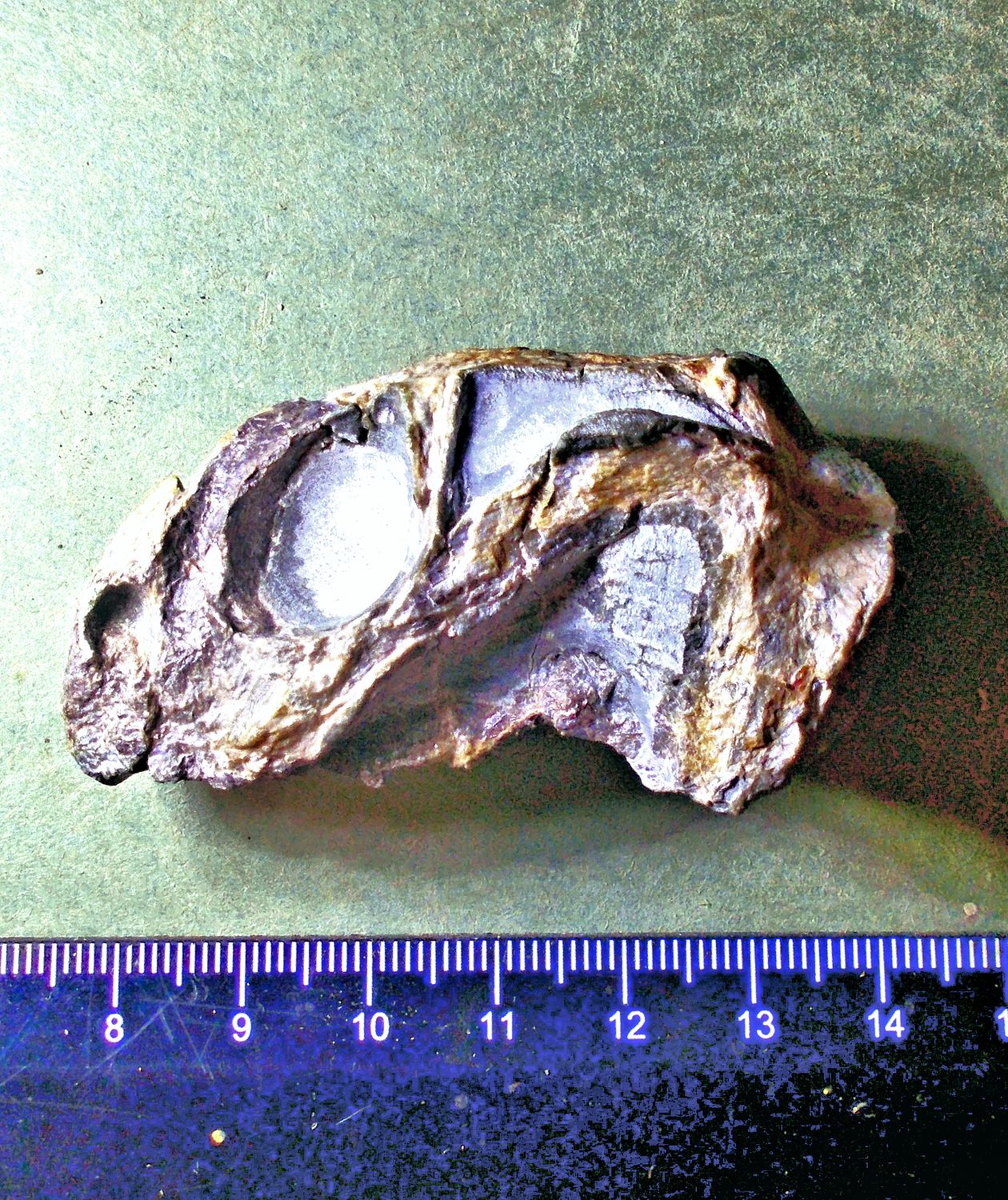 Very rare 6cm Diictodon feliceps female upper skull south west Africa
