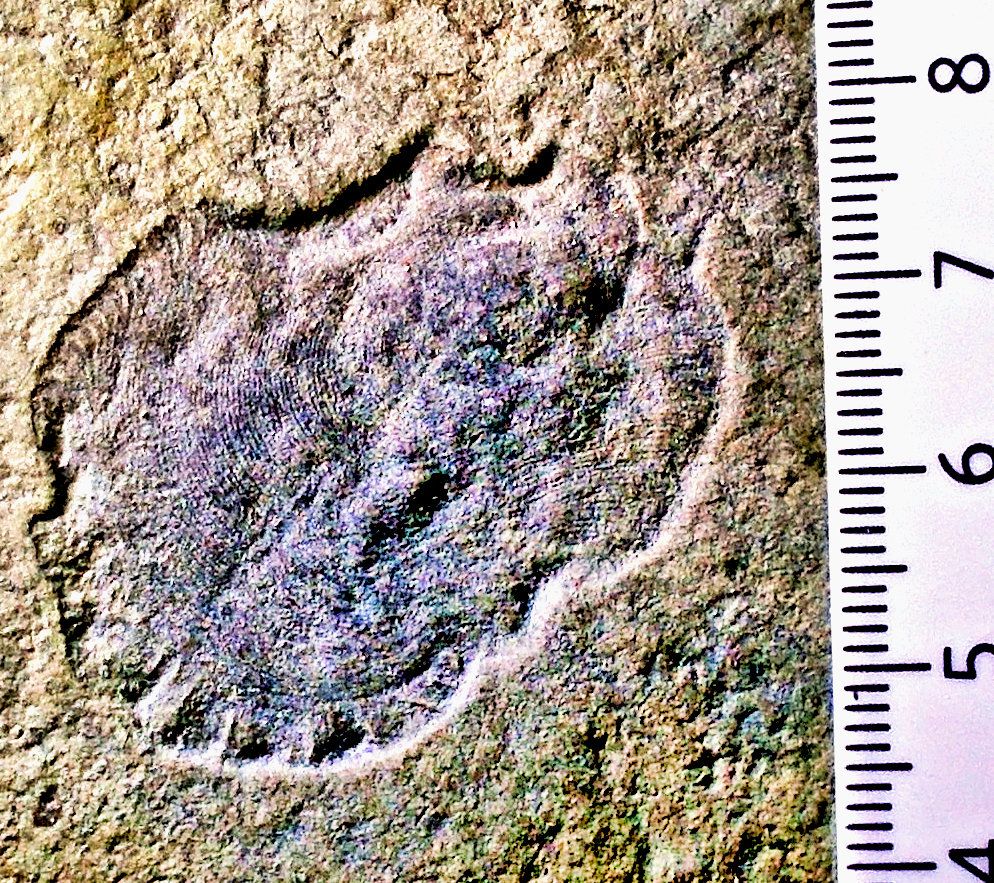 Fine, rare 4cm Andivia ivanstovi; Proarticulata,  Yorga Formation, White Sea, Russia