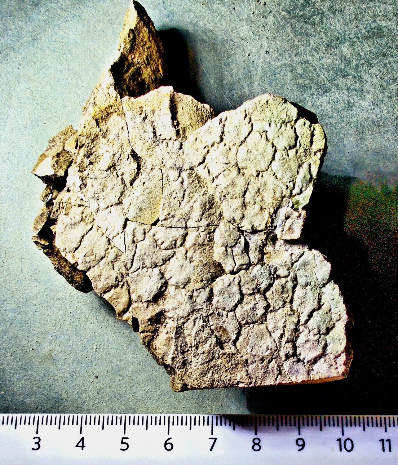 Splendid 7cm X 5cm section of dinosaur (Hadrosaur)- Edmontosaurus sp. Late Cretaceous, Montana, USA.