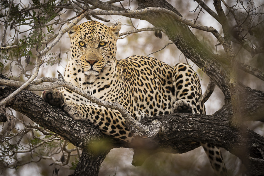 Leopard Print - In A3 to A0