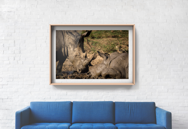 Fine Art Wildlife Prints