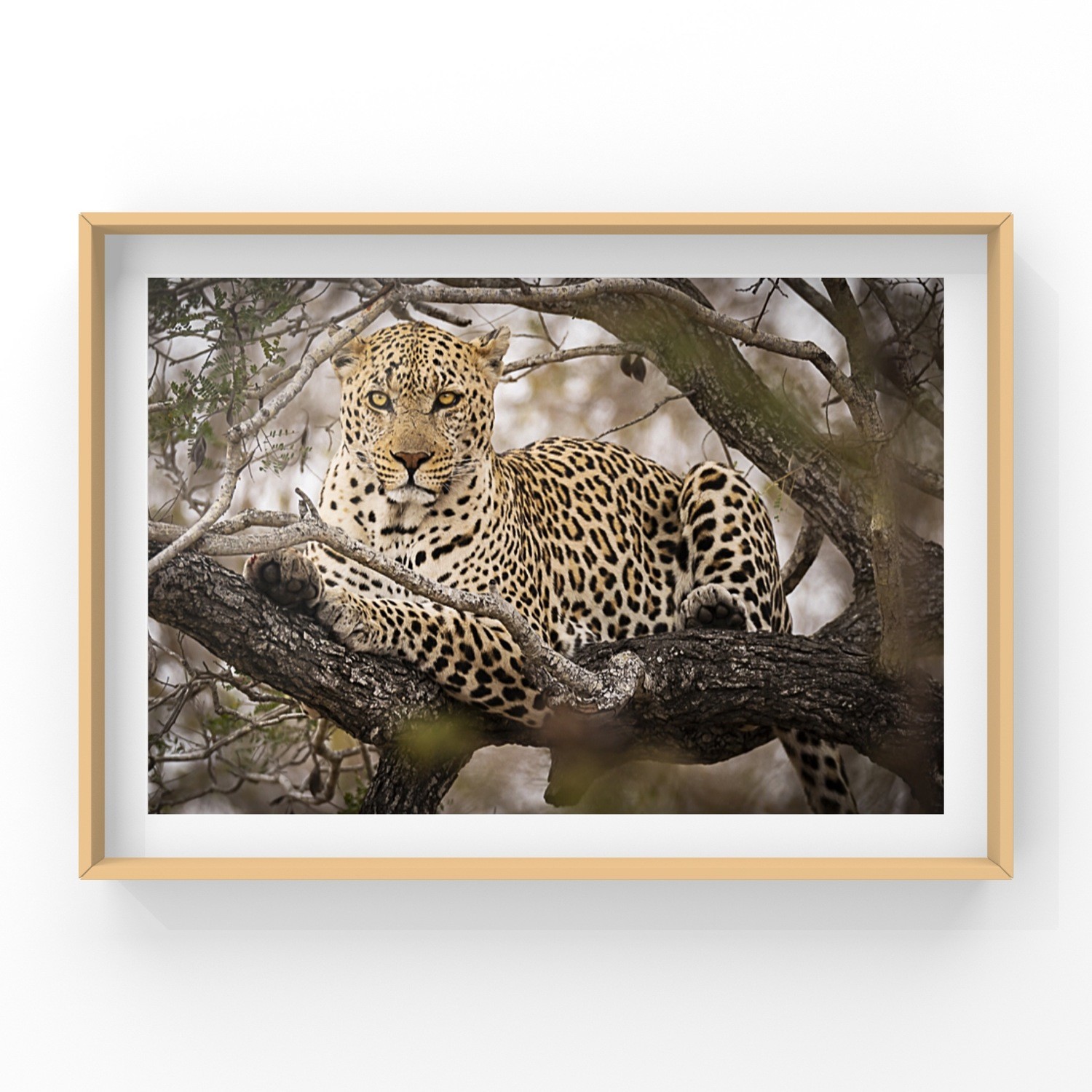 Leopard Print - In A3 to A0