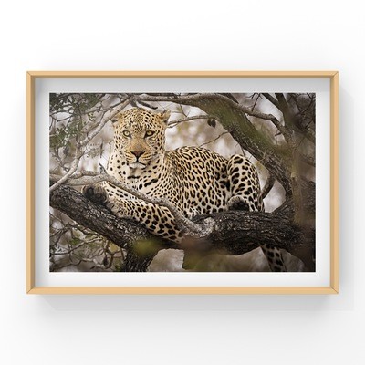 Leopard Print - In A3 to A0
