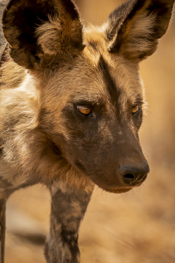 Wild Dog Fine Art Print - In A3 to A0