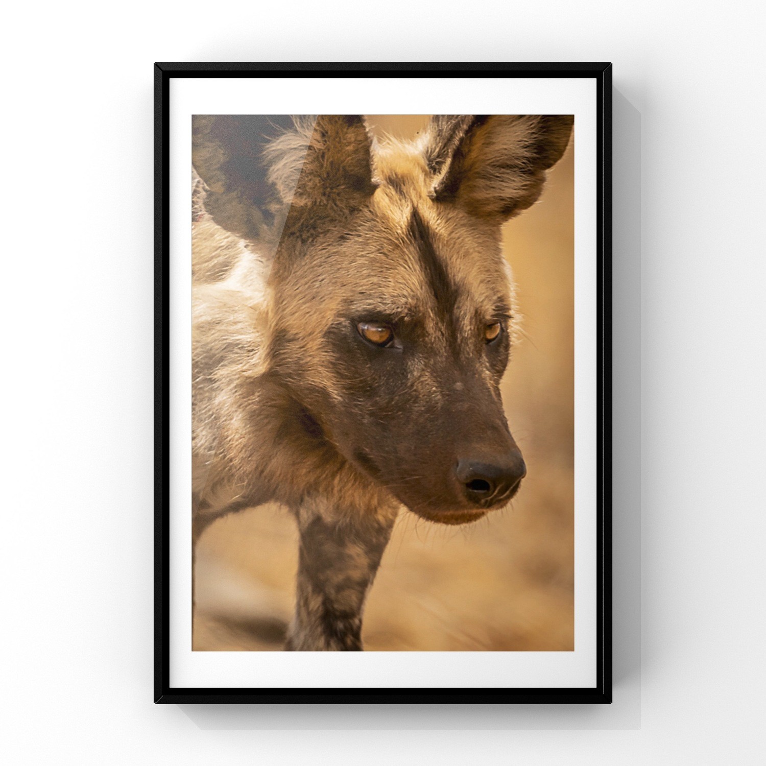Wild Dog Fine Art Print - In A3 to A0
