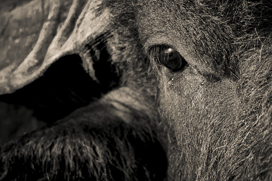 Buffalo Fine Art Print - In A3 to A0 (unframed)