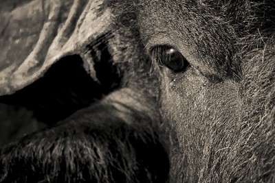 Buffalo Fine Art Print - In A3 to A0 (unframed)