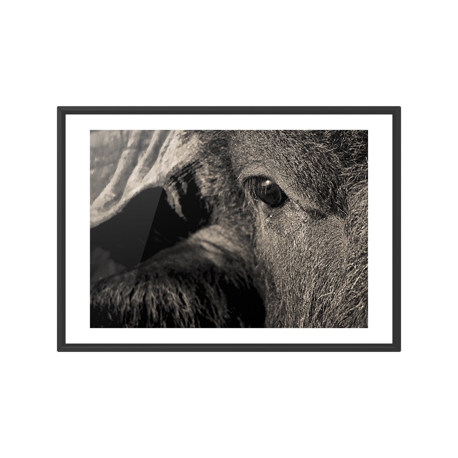 Buffalo Fine Art Print - In A3 to A0 (unframed)
