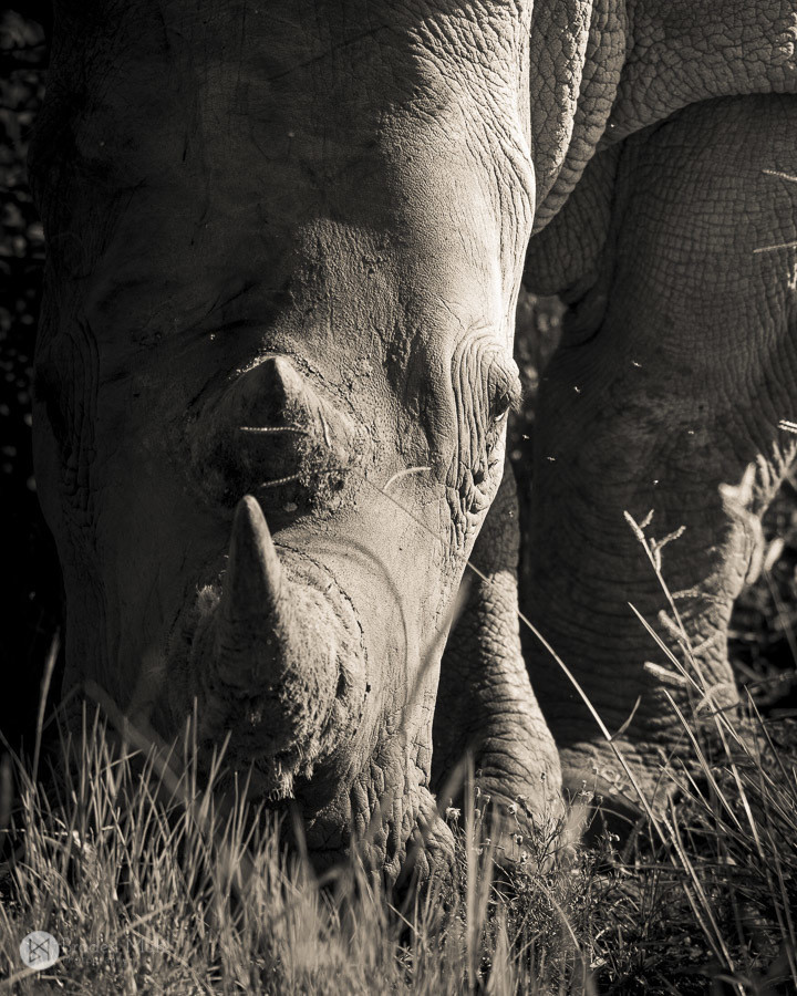 Rhino Fine Art Print - In A3 to A0