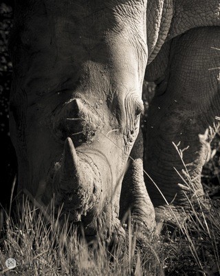 Rhino Fine Art Print - In A3 to A0
